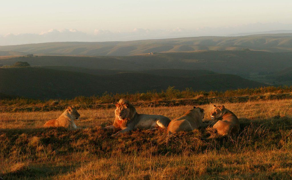 Gondwana Game Reserve Herbertsdale Экстерьер фото