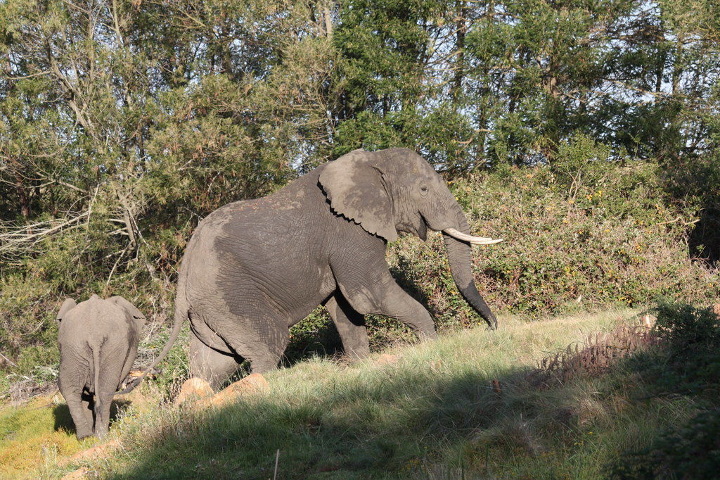 Gondwana Game Reserve Herbertsdale Экстерьер фото