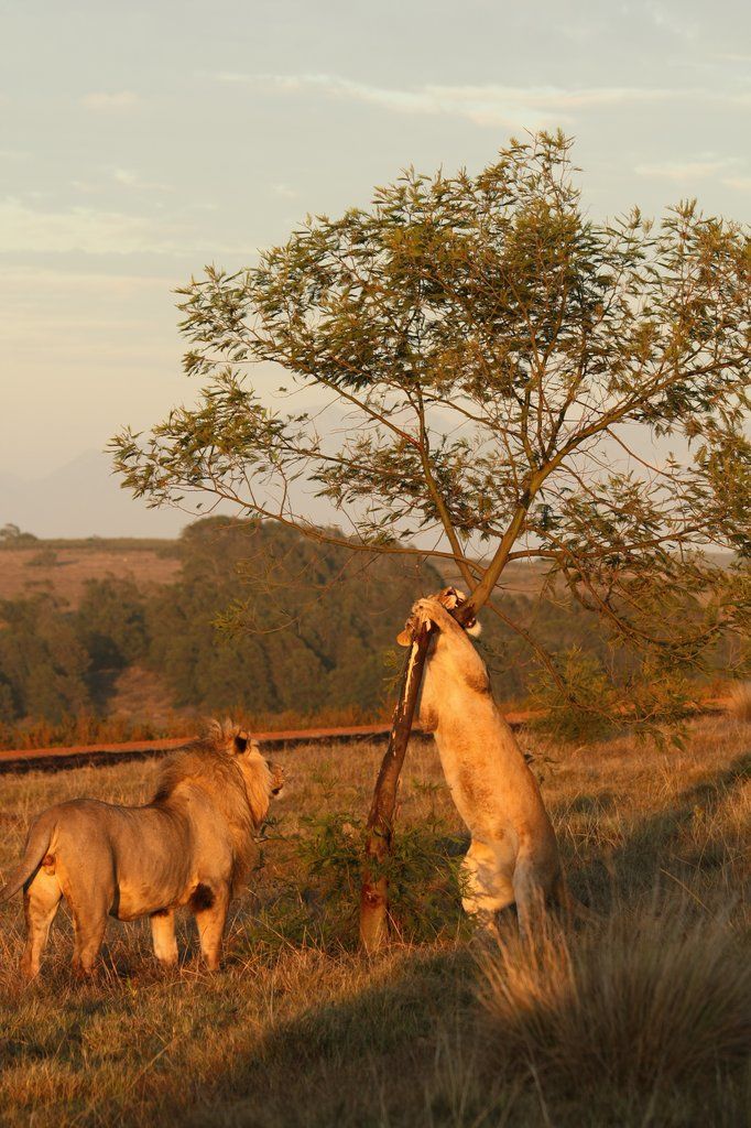 Gondwana Game Reserve Herbertsdale Экстерьер фото