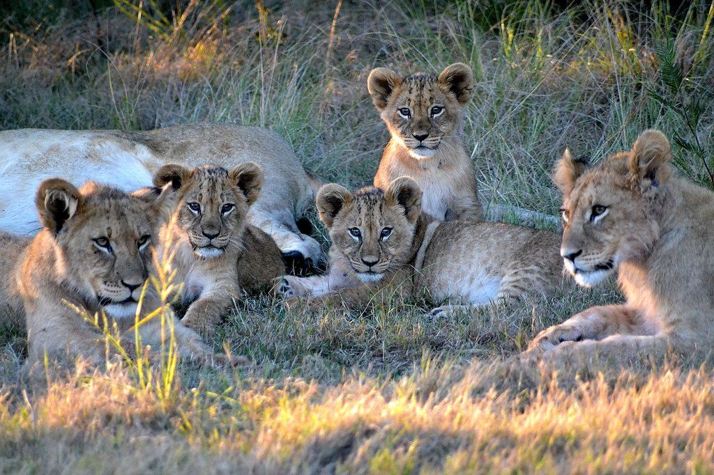 Gondwana Game Reserve Herbertsdale Экстерьер фото